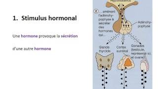 ENDOCRINOLOGIE Contrôle du système endocrinien [upl. by Blinnie]