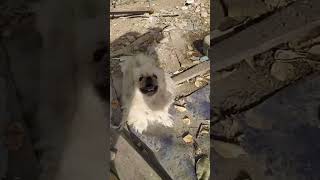 Köpeğim benden ne isteraboneol shortvideo keşfet [upl. by Inafets]