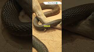 Top 3 Venomous Snakes Ranked wildlife knowledgejourney [upl. by Aralc365]