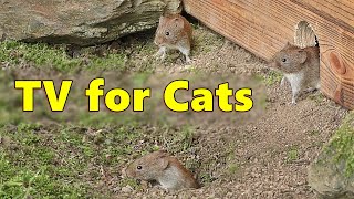 Cat TV  Mice Videos for Cats to Watch Extravaganza 🐭 Mouse Fun [upl. by Fabri]