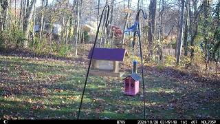 Backyard Trail Cam Moodus Ct Fall 2024 [upl. by Billie962]