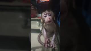 Ekspresi Monyet Kalau Ngantuk monyetlucu babymonkey cutemonkey [upl. by Frasier817]