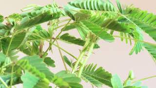 MIMOSA PUDICA MOVEMENTS [upl. by Nonnah]