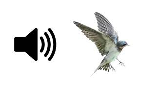 Bird Flying Away  Sound Effect [upl. by Adok]