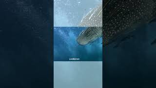 鯨鯊奇遇記：難忘的海底邂逅 Whale Shark Encounter An Unforgettable Underwater Meeting shortvideo shorts short [upl. by Alysa]