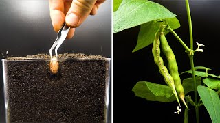 Growing Cranberry Bean Time Lapse  Seed To Pod in 42 Days [upl. by Anaitat659]