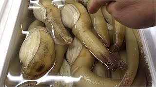 Best Clams Types In Japan  Giant Geoducks Oysters and More in Japan Market [upl. by Loretta]