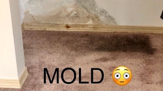 DIY Mold Out Of Carpet Step by Step Over the Counter Products 5055 [upl. by Kaufman]