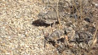 Released Two Desert Horned Lizards Return Home [upl. by Ateloiv]