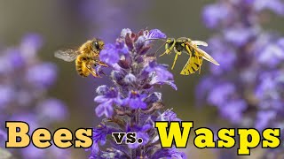 Difference Between Bees and Wasps Which One is Friendlier [upl. by Nesrac]