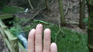 手載りヤマトタマムシ♂ ～ Chrysochroa fulgidissima on hand ～ [upl. by Argela]