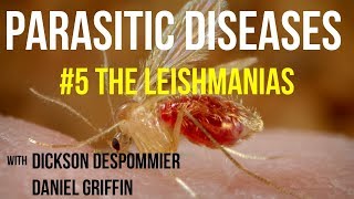 Parasitic Diseases Lectures 5 The Leishmanias [upl. by Ireland715]