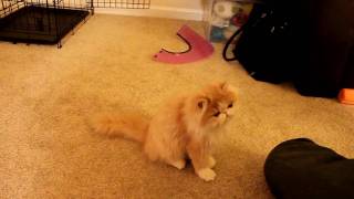 Pet training  Persian kitten Cooper learns dog tricks 貓の訓練 [upl. by Porty]