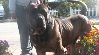 The Powerful Presa Canario [upl. by Theadora677]