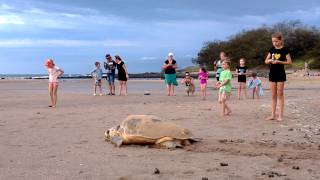 Loggerhead turtle laying her eggs 6  Rifle Range beach Bargara QLD [upl. by Edlihtam370]