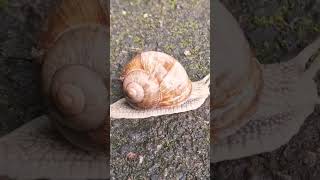 Weinbergschnecke schnecke doglover dogl [upl. by Raven]