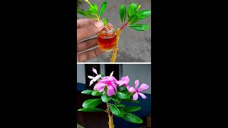 How to graft vinca rosea or periwinkle in amaranth treeshortsgraftingplantreelsvideoシshort [upl. by Malina]