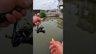 Fishing Rod  Release Fish By Rod amp Reel fishing shorts [upl. by Joanne260]