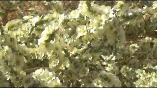 الروثا القرميدية او سالسولا امبريكاتا نبات بري Salsola imbricata [upl. by Sidalg]