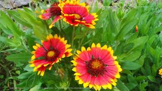 Gaillardia Growing Guide Blanket Flower by GardenersHQ [upl. by Esenwahs]