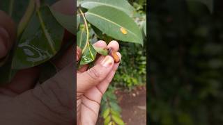 How to maintain java plumindian blackberrysurul poochinavaltipsgardeningtreesMadras homie😍 [upl. by Ginsburg776]