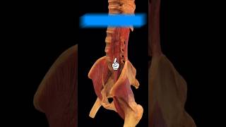 Psoas Major Muscle Function youtube youtubeshorts ytshorts anatomy [upl. by Ellette]