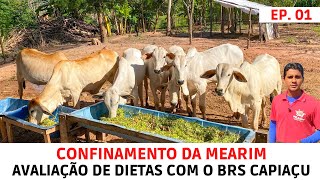 Iniciamos um Confinamento de Bezerros para Avaliar Dietas com o BRS Capiaçu [upl. by Htebazile]