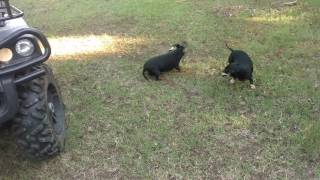 Dachshunds verses Snake [upl. by Furey]