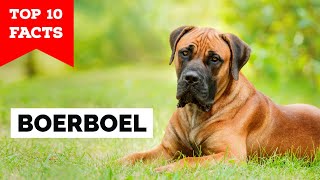 Boerboel  Top 10 Facts [upl. by Aloibaf667]