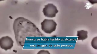 Así se ve un glóbulo blanco humano persiguiendo a una bacteria [upl. by Annabal]