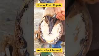 Horse 🐎 Foot Repair cuteanimal animals horse shorts shortsfeed shortvideo [upl. by Camala]