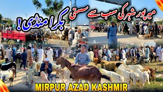 Cheapest Goat Market in Mirpur CityMirpur Maweshi MandiBakra MandiMirpur Azad Kashmir [upl. by Coniah]