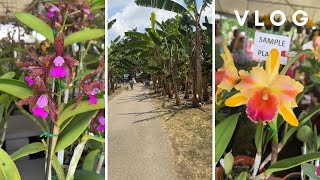 Vlog  Redlands International Orchid Festival Homestead Florida [upl. by Yarvis]