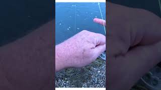 Maxcatch 2wt UK Saltwater fly fishing [upl. by Hyacinthe945]