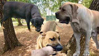 Boerboel X Rottweiler Mix Puppy At Home Consultation amp Pick Up boerboel bandogge [upl. by Eilhsa560]