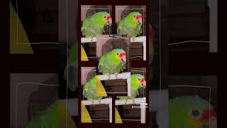 Squeezers my red lord amazing cutebaby parrot redlordamazon birds funnyparrot cute funnybird [upl. by Laekcim]