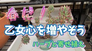 77 春だ！ 乙女心を増やそう ハーブと寄せ植え [upl. by Willet]