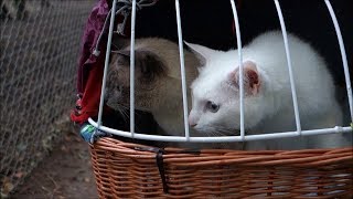 Siamese Cats meetsee more Wild Boars amp Piglets First Time amp Deer in a Zoo Cat Reaction [upl. by Rosamond943]