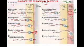 fertilization events in sea urchin and mouse [upl. by Sualokcin]