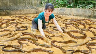 Catch A Lot Of Eels In The Swamp Goes To Countryside Market Sell  Phương Free Bushcraft [upl. by Jethro]