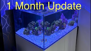 Waterbox Frag 853  1 Month Update [upl. by Moseley686]