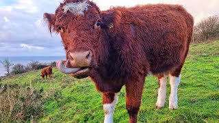 Sunrise with the Cows on Ventnor Downs Isle Of Wight [upl. by Ecnerual]