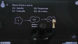 Binary fission is seen in [upl. by Glori]