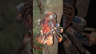 Unveiling the Secrets of Coconut crab ‐ discovery [upl. by Eltsirhc]