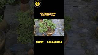 ALL TYPES BONSAI PLANTS AVAILABLE 🥳🤩 PLANTS PLATFORM  nursery bonsai plants homedelivery [upl. by Airdnaxela]