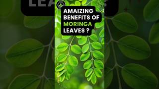 Benefits of moringa leaves superfood moringa shortsfeed trending [upl. by Gerardo202]