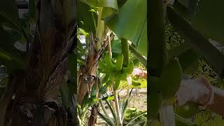 Banana harvesting fruit plants [upl. by Eikin]