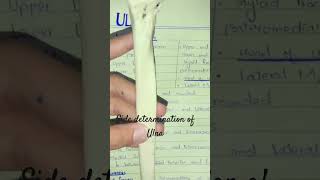 Side determination of ulna medstudent anatomy bones anatomytuition boneanatomy biology [upl. by Josefa]