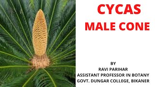 Cycas  Male cone in Hindi By Ravi parihar [upl. by Elamef]