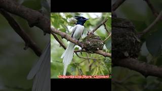 Paradise Flycatcher viralshorts trending shorts short nature travel wildlife amazing birds [upl. by Carrick]